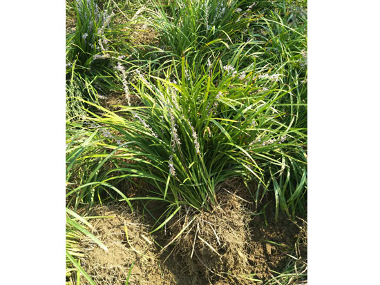 种植基地