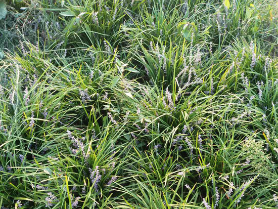 种植基地