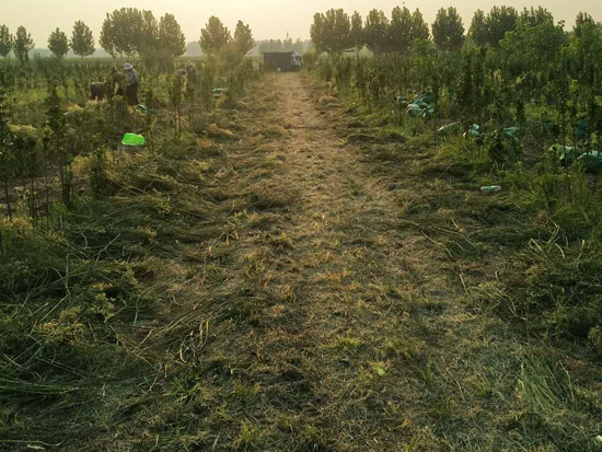 种植基地