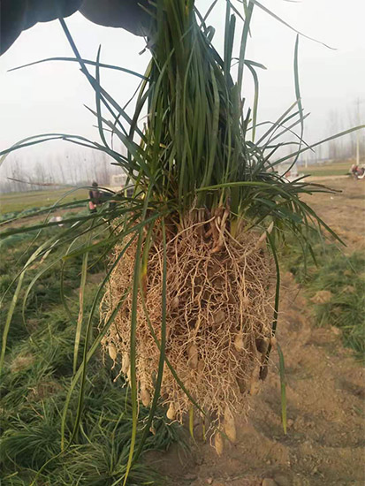 麦冬草