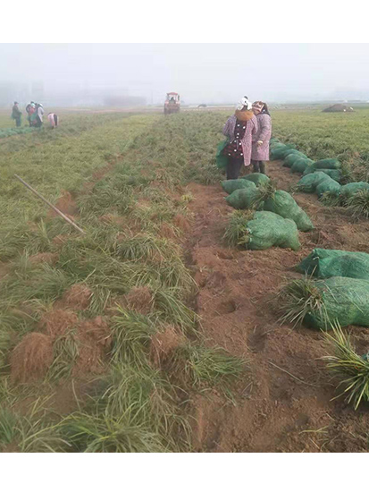 麦冬草